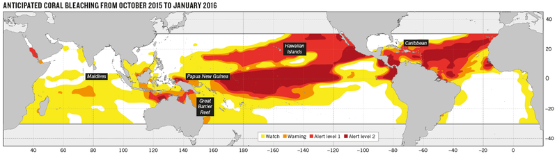 Illustration for article titled A Massive Bleaching Event is Threatening the World’s Coral Reefs